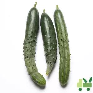취청오이 (청오이) 10Kg (보통)