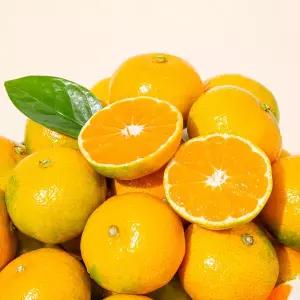 [더조은] 제주직송 하우스 감귤 (소과) 4.5kg
