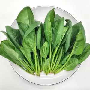 [사계절청년농부]농장직송 싱싱한 시금치 600g