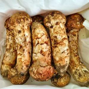 국내산 자연산 생 송이버섯 봉화 양양 선물세트 능이버섯 500g 1kg