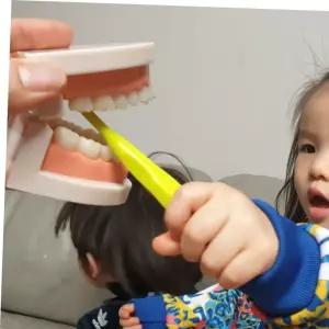 치아관리 양치교육 모형
