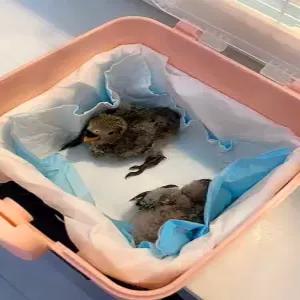 온도조절 인큐베이터 도마뱀 조류 파충류 부화기 해칭 거북이 사육 알