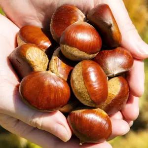 국내산 햇밤 알밤 생밤 1kg(중)