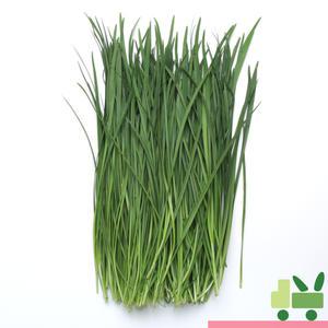 부추 4Kg (특)