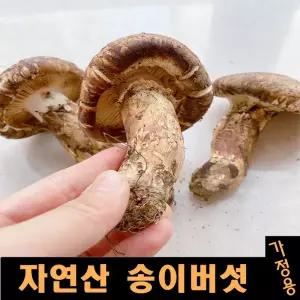 2026년 자연산 생 송이버섯 가정용 500g