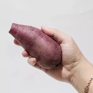 해남 꿀 고구마 5kg 특상(100에서320g)