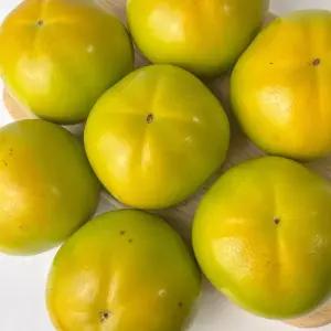 [산해직송] 햇 태추단감 대과 5kg