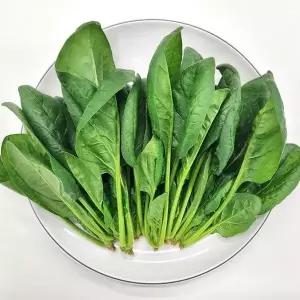 [사계절청년농부]농장직송 싱싱한 시금치 1kg