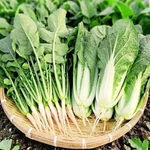 사계절청년농부 싱싱한 포천 열무3kg+얼갈이1kg 세트