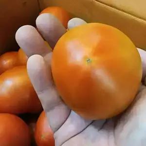 완숙 찰 토마토 못난이 쥬스용 소과5kg