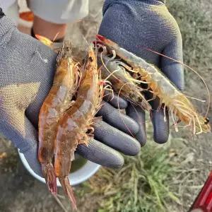 국산 신안 제철 흰다리새우 왕새우 1kg [30미 내외]