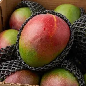 고당도 프리미엄 브라질 애플망고 1kg 2kg 4kg (대과)