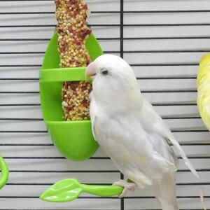 1pcss 버드 쿠텔본 홀더 케이지 먹이통 야채 과일 홀더앵무새 잉꼬 파라케트 코카티엘용