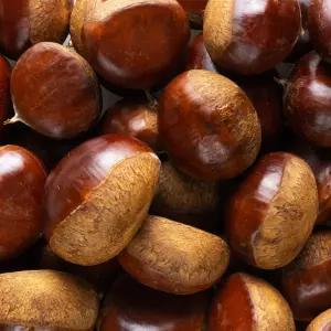 공주 햇 밤 알밤 생밤 1kg(중)