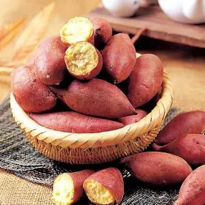 [푸르젠]26년산 꿀밤고구마 10kg(한입) - 30~50g
