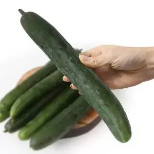 팔도농장 수분의 여왕 청 오이 2kg