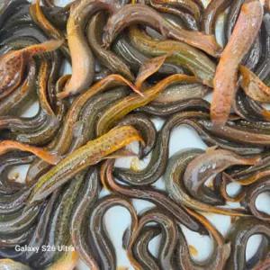 국산 미꾸라지 살려서 1kg