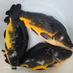 향어 냉동 1마리