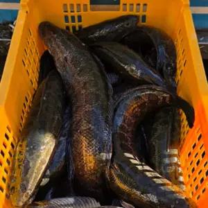 국산 가물치 냉동 1kg