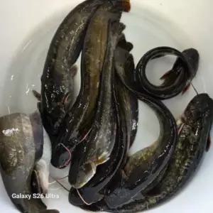 메기 냉동 2kg