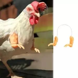 관상닭 의팔 닭키우기 청계 병아리키우기 반려 닭팔 닭의팔 애완용 가금류팔