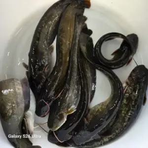 국산 메기 살려서 2kg