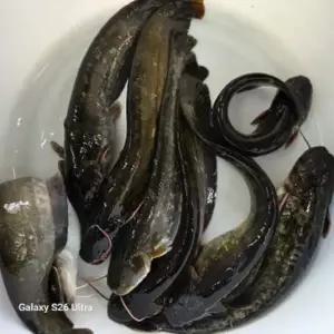 국산 메기 손질 (토막 가능) 1kg
