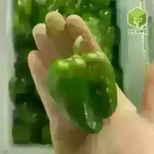 국내산 못난이 피망 청피망 보통 10kg