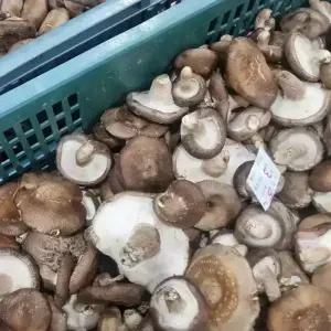 생 표고버섯 파지 1kg~ 가정용 못난이 표고 실속형