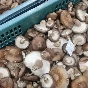 생 표고버섯 못난이 3kg 가정용 파지 표고