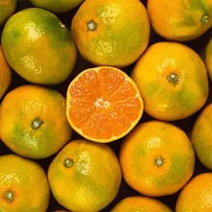 [산지 첫출하] 새콤 달콤 극조생 노지 제주 감귤 10kg(로얄소과)