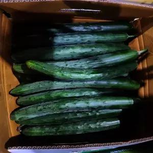 취청오이(상)10kg 1박스 자연대로팜웨이