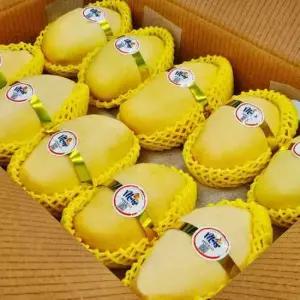 프리미엄 고당도 골드망고 2kg (5-7과)