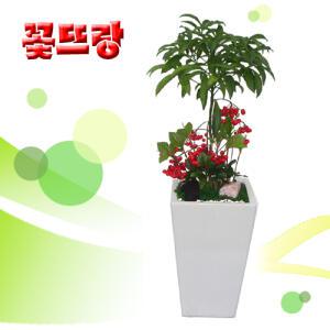 [만냥금] 공기정화식물★대박상품★개업식, 취임, 승진 등