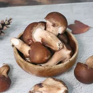 [NS홈쇼핑][생산자직송] 충북 박대선님의 무농약 참송이 버섯 500g(상품)..[36099390]