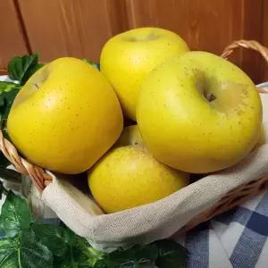 26년 햇 수확 아삭달콤한 청송 사과 시나노골드 2kg 중대과 7-9과
