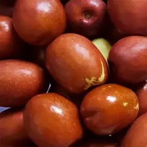 보은 햇 생대추 1kg 선물 손별초왕특 (34mm)