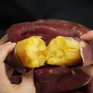 [하프클럽/]해남 햇 꿀고구마 10kg 한입