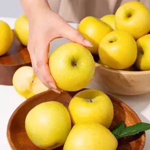 [NS홈쇼핑][미식한가] 경북 시나노골드 사과 (알뜰) 5kg (13-15과)[35683857]