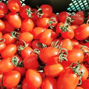 [파인밀] 파인밀 다이어트 건강식 대추 방울토마토1kg 2kg