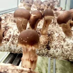 오늘출발 무농약 참송이버섯 500g 중품 (특~가정용혼합)