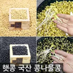 제주산 햇콩발아율최고소립종 풍산품종 콩나물콩1kg 25년산 국산 제주 콩나물콩 8558250