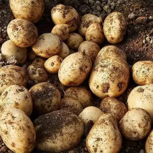 강원도 두백 감자 10kg 46개이하 왕왕 햇감자 분감자 분질감자 포슬감자 강원