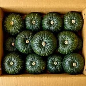 (마감세일) 포슬포슬 제주 미니밤호박 10kg 정품 특품 로얄과 17-30과내외 박스포함 단호박 보우짱