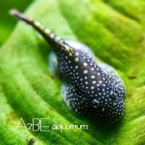 청소물고기 가오리비파 / 2~3cm 전후 1마리