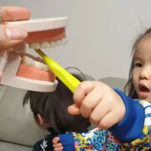 치아관리 양치교육 모형