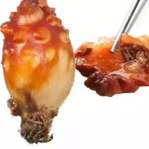 하니A 통영멍개 활멍게 돌멍게 통영 2kg 산지직송 제철 빠른배송