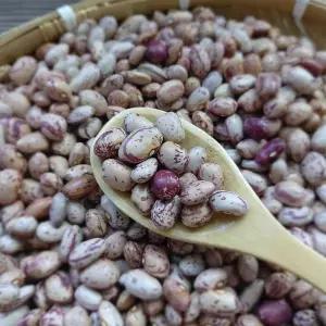 국내산 건조 유월 강낭콩 3kg 얼룩이콩 양대콩 호랑이콩 매화콩