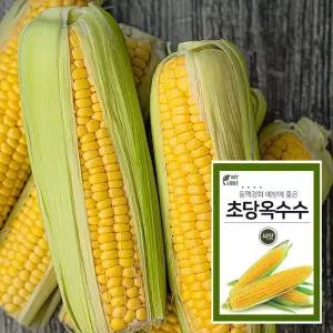 노랑 초당옥수수 달콤한옥수수 노랑초당옥수 여름별미