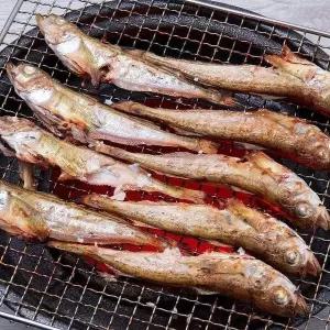 [셀러허브]국내산 동해안 도루묵 1kg 20미 내외 (S50800554)